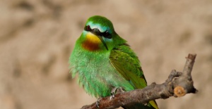 Yeşil arı kuşları