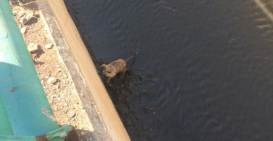 Urfa’da kanala düşen köpek kurtarıldı