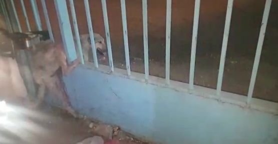 Urfa'da demir parmaklıklara sıkışan köpeği, itfaiye ekipleri kurtardı