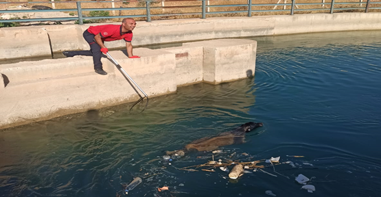 Şanlıurfa'da sulama kanalına düşen köpek kurtarıldı