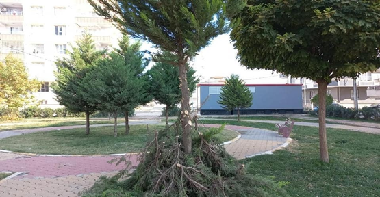 Viranşehir’de Ağaç Budama Çalışması