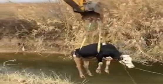 Eyyübiye'de sulama kanalına düşen inek kurtarıldı
