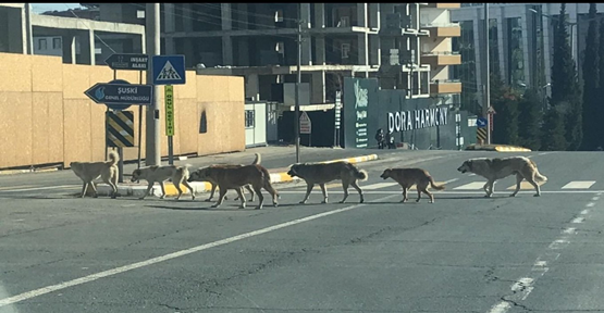 Şanlıurfa'da sokak köpekleri tehlike saçıyor