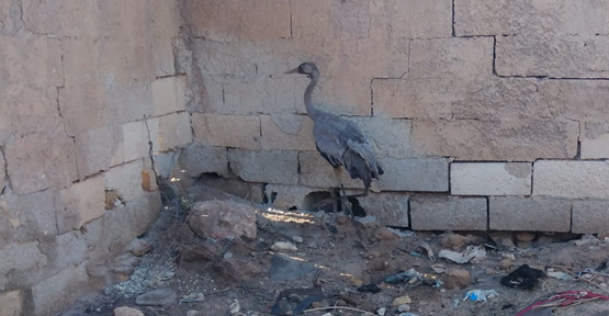 Akçakale'de yaralı olarak bulunan Turna kuşu tedavi altına alındı