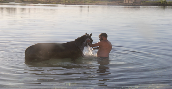 Atlar Fırat Nehri'nde serinliyorlar