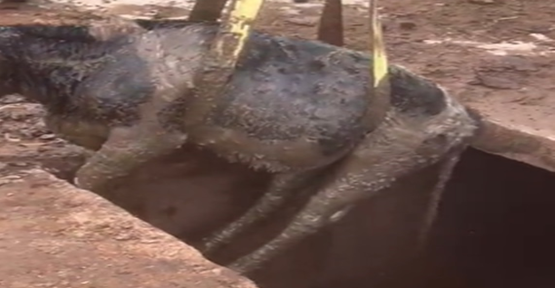 Şanlıurfa'da foseptik çukuruna düşen inek kurtarıldı