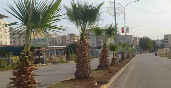 Viranşehir Belediyesinden İlçe Genelinde Ağaç Budama Çalışması