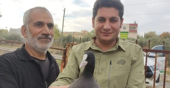 Şanlıurfa'da sakarmeke kuşu doğaya bırakıldı