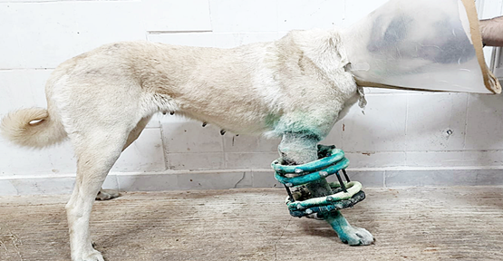 Şanlıurfa'da Köpeklerin Uzun Kemik Kırıklarına Yeni Yaklaşım