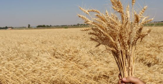 Büyükşehir ekmeklik buğdayı kendi yetiştiriyor