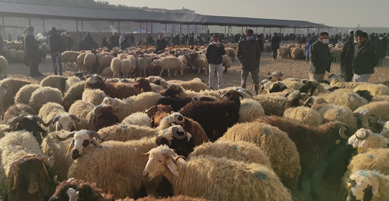 Eyyübiye'de bulunan hayvan pazarı kapatıldı