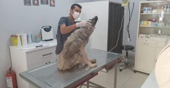 Şanlıurfa ‘da bitkin düşen köpeğin imdadına belediye ekipleri yetişti