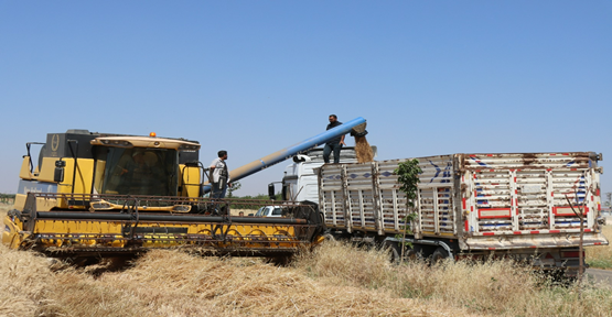 Urfa’da buğday hasadı başladı