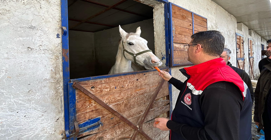 Şanlıurfa’da 10 bin 600 safkan yarış atı bulunuyor