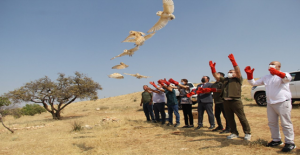 Şanlıurfa'da 12 baykuş doğaya salındı!
